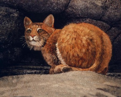 Bobcat on Ledge, painting by Frank Wilson