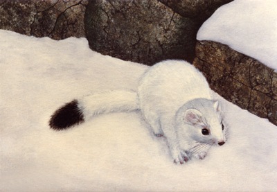 Ermine, Ermine In Winter, oil painting by Frank Wilson