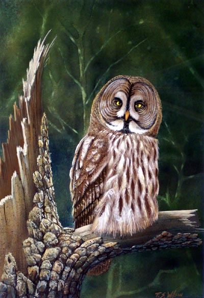 Great Gray Owl, owl painting by Frank Wilson, gouache painting