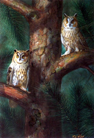 Owls In Moonlight, owl painting by Frank Wilson, gouache painting