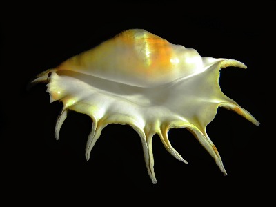 "Giant Spider Conch" photograph by Frank Wilson