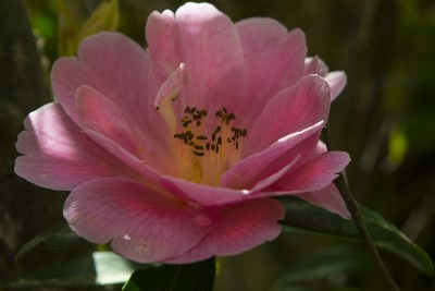 "Spring Bloom" photograph by Frank Wilson