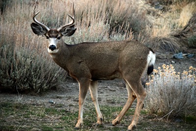 "Buck In Profile" photograph by Frank Wilson